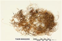 藏品(散生粗帶苔)的圖片